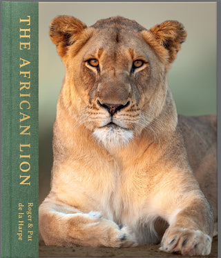 The African Lion